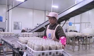 西南地區最大食用菌工廠化項目在萬盛投產，引領產業升級與融合發展